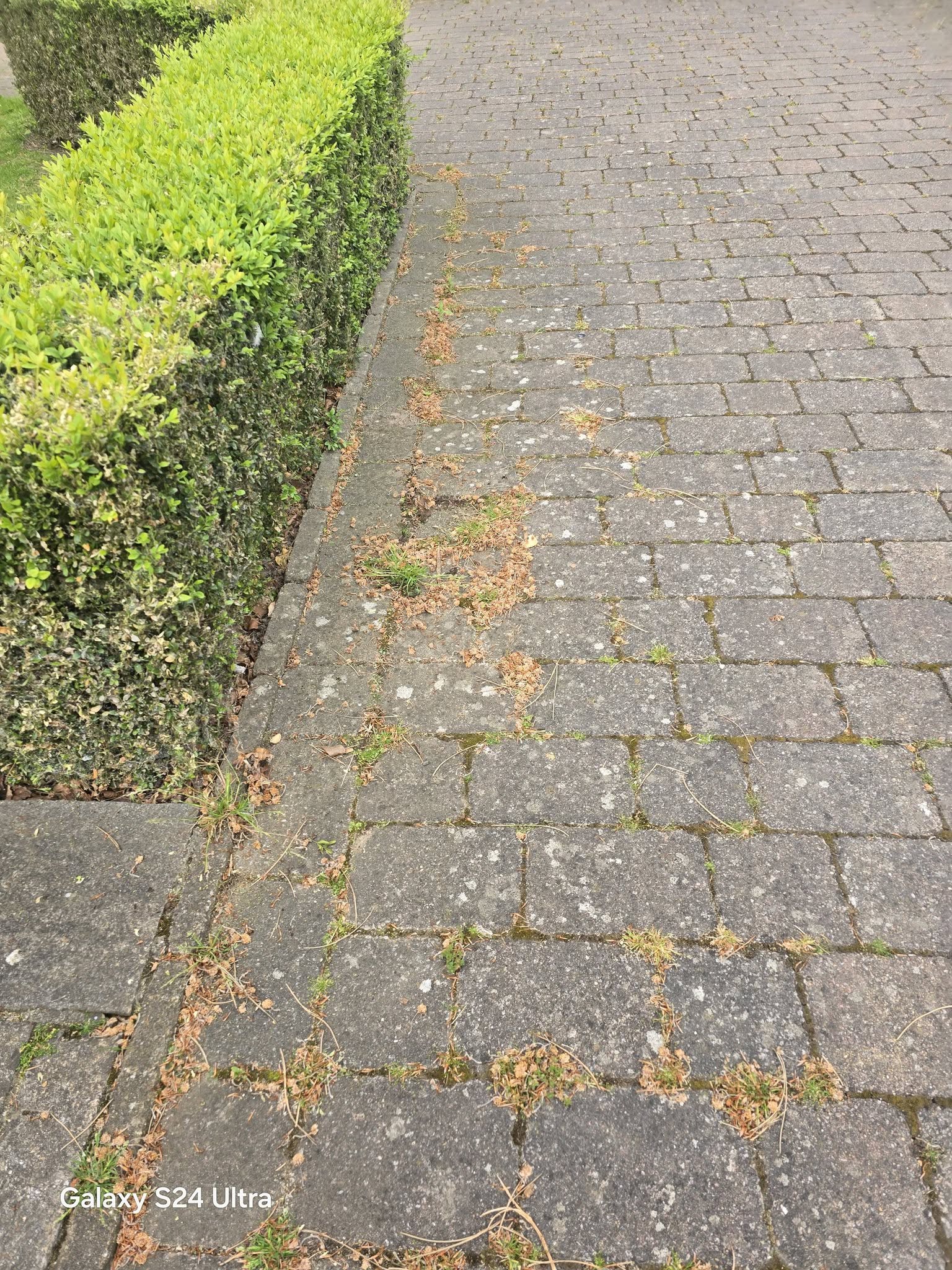 Before: pathway with weeds and moss